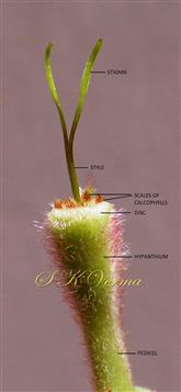  Hypanthium with pistil
